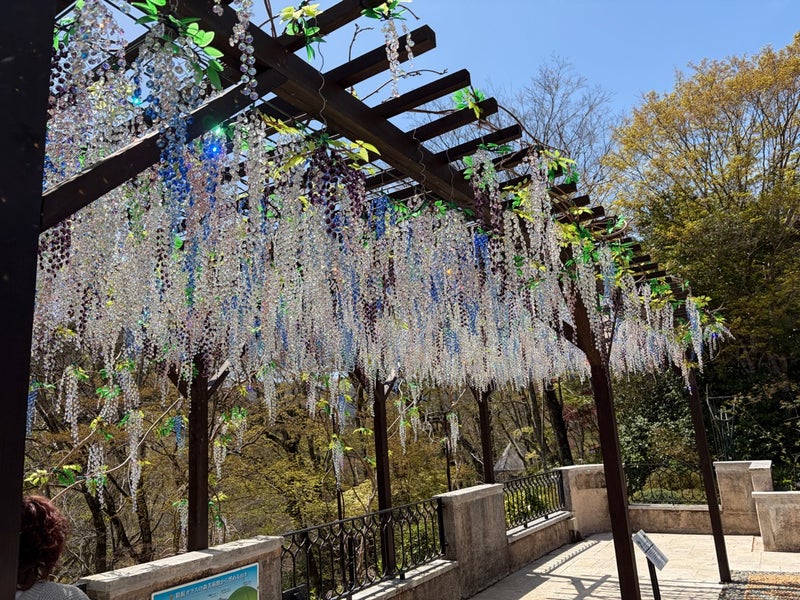 子連れ箱根　箱根ガラスの森美術館　藤棚