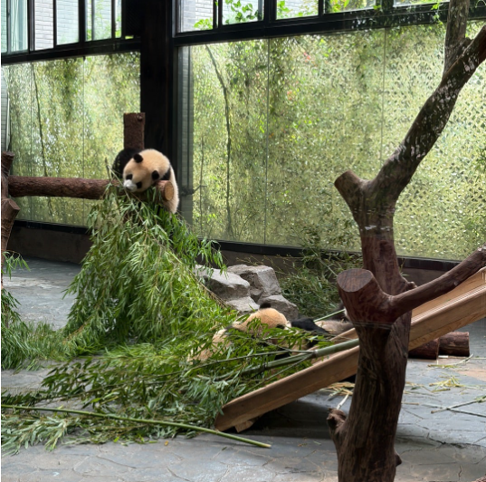 上海野生動物園 子パンダ 親子