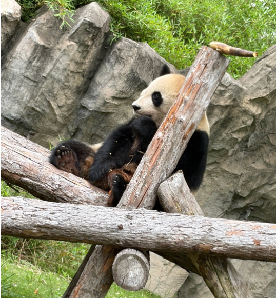 上海野生動物園 屋外エリアのパンダ