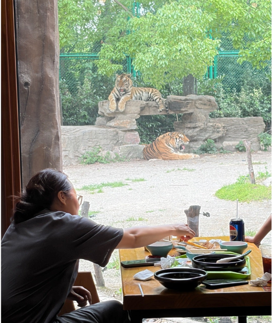老虎餐厅 中庭にいる本物の虎 上海野生動物園