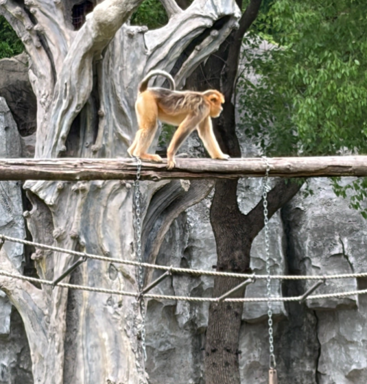 上海野生動物園 キンシコウ 孫悟空のモデル