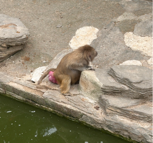 上海野生動物園 お尻が特徴的なサル