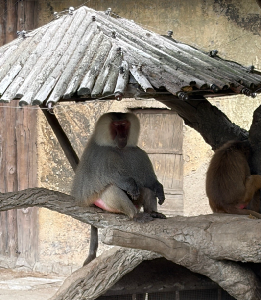 上海野生動物園 貫禄のあるサル