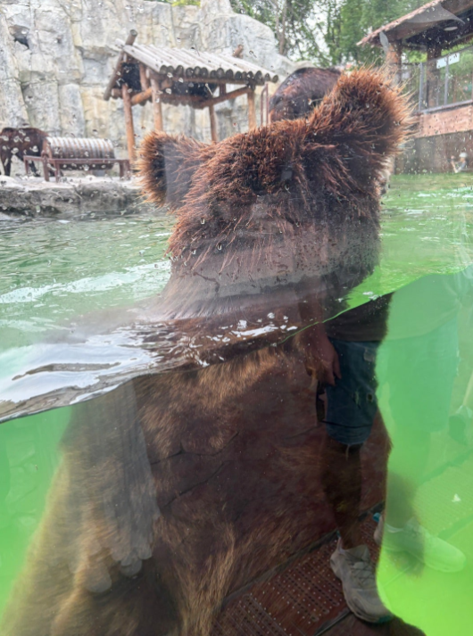 上海野生動物園 プールで泳ぐクマ