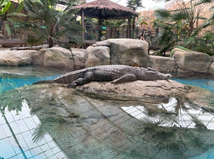 上海野生動物園 ワニ