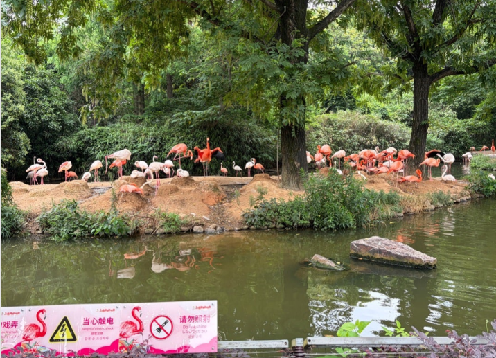 上海野生動物園 フラミンゴの群れ
