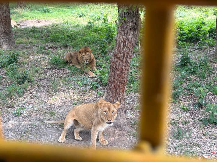 上海野生動物園 サファリバス ライオン