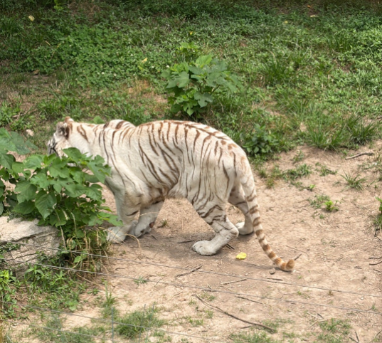 上海野生動物園 ホワイトタイガー 間近