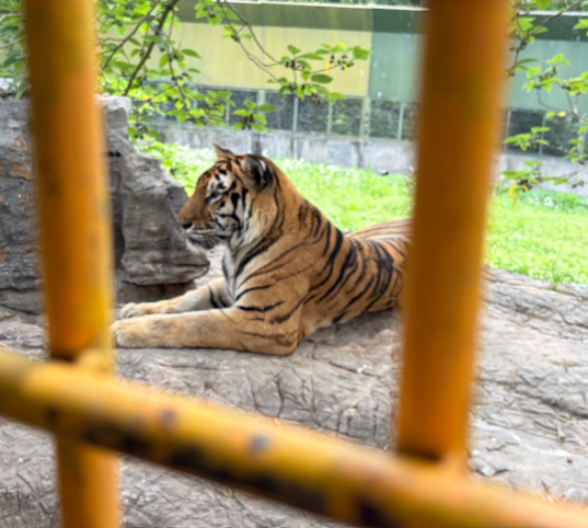 上海野生動物園 トラ サファリバス
