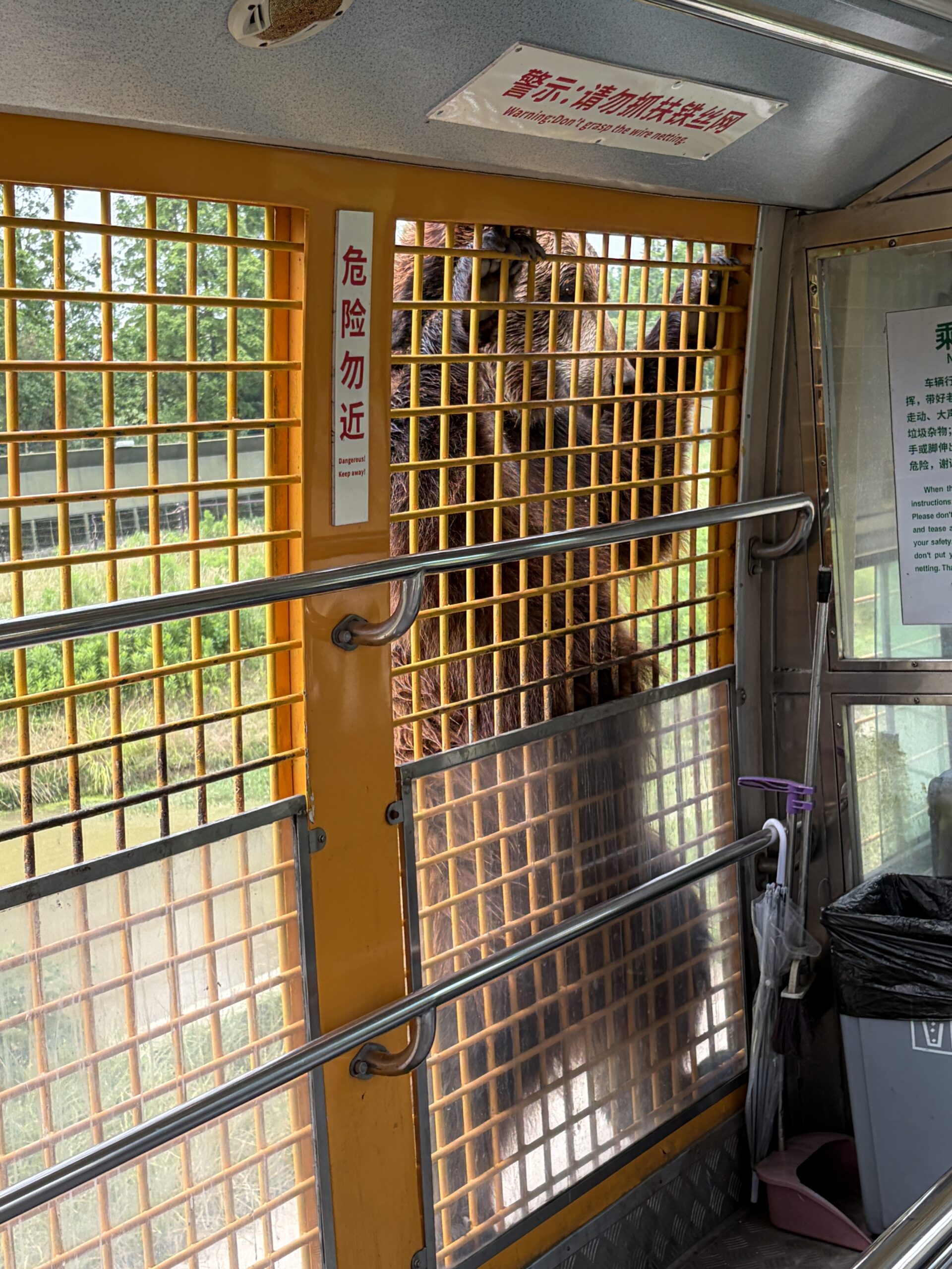 上海野生動物園 クマがサファリバスに登る